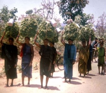 Representational Picture shows women carrying packs of kendu leaf